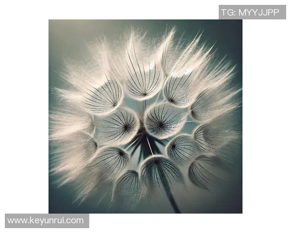 蒲公英的象征与足球明星的成长之路探索与启示